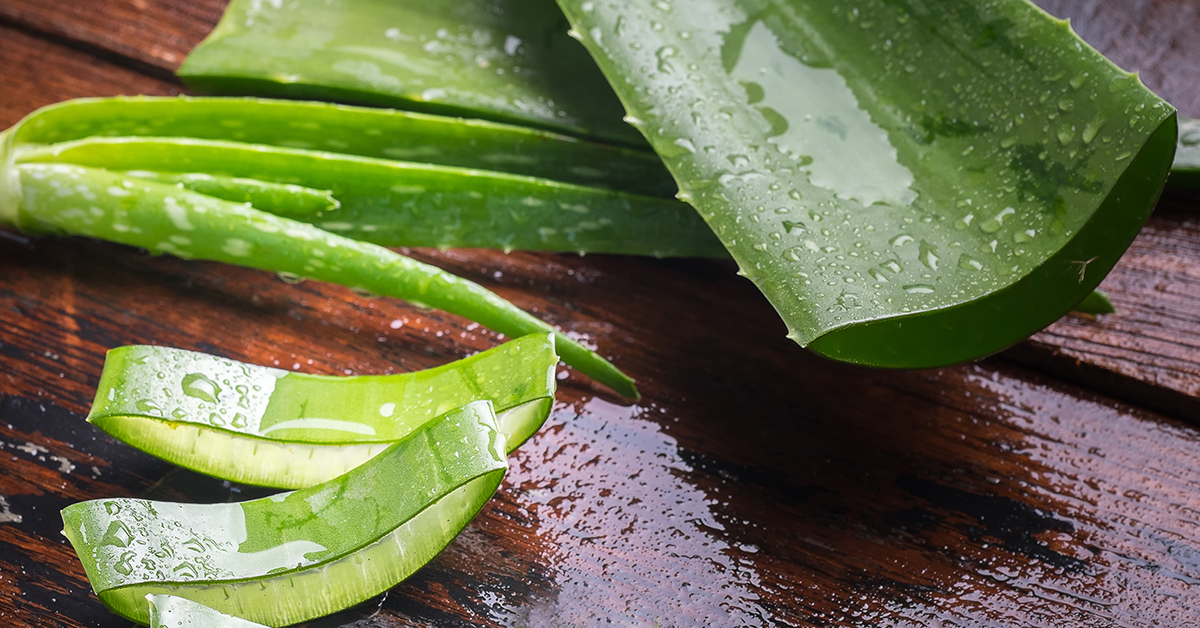 Aloe leaves laying on a dark brown surface with a large leaf cut open ...